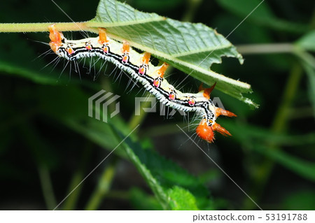 Frosted larva Frosted larva 53191788