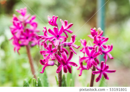 Pink hyacinth blooms in the garden.Selective focus Pink hyacinth blooms in the garden.Selective focus 53191801