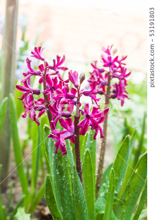 Pink hyacinth blooms in the garden.Selective focus Pink hyacinth blooms in the garden.Selective focus 53191803