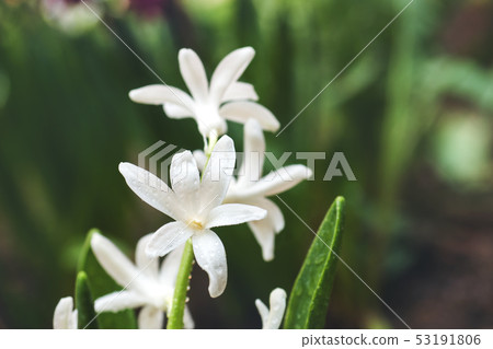 White hyacinth blooms in the garden. Selective  53191806