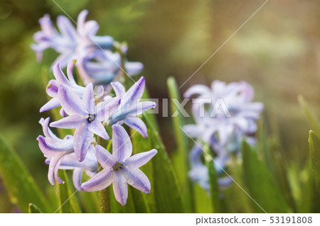 Purple hyacinth blooms in the garden. Selective Purple hyacinth blooms in the garden. Selective 53191808