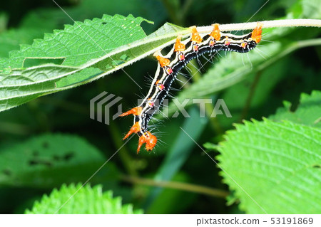 Frosted larva 53191869