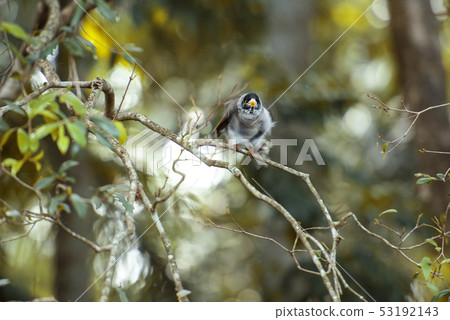 Noisy Miner 53192143