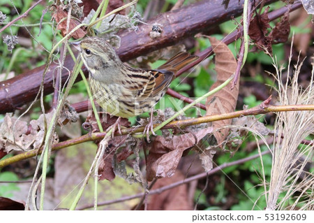 冬季藍鳥野鳥偽裝 冬季藍鳥野鳥偽裝 53192609