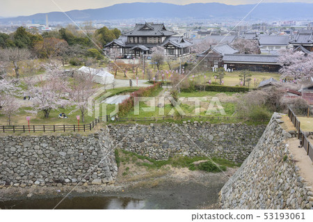Yamatokoriyamajo cherry blossom 53193061