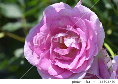Rose (cotirion) Rose (cotirion) 53193210