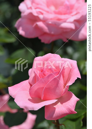 羅斯（伊麗莎白女王） 53193225