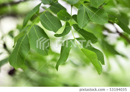 Walnut Branch Walnut Tree Walnut Branch Walnut Tree 53194035