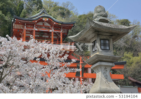 Kusado Inari Shrine Cherry blossoms 53194104