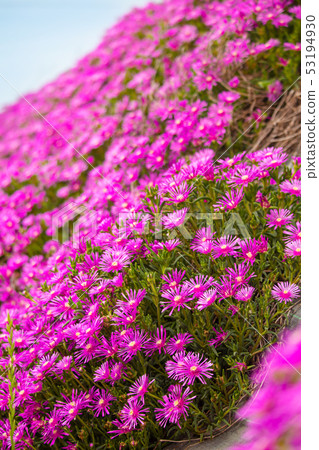Meadowsweet 53194930