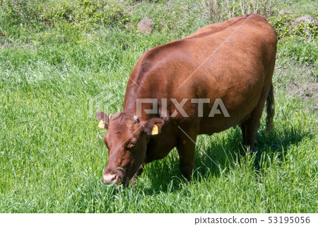 Wagyu beef eating grass 53195056
