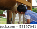 Cow milk squeeze experience 53197041