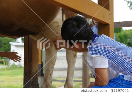 牛奶擠壓經驗 53197041