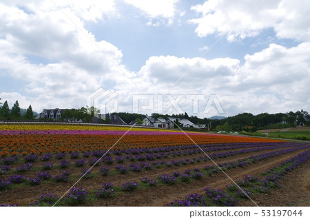 Flower field and cloudy sky 53197044