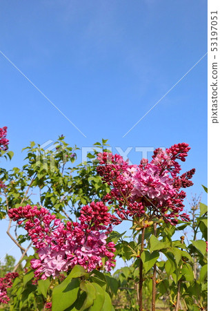 丁香粉紅伊麗莎白 丁香粉紅伊麗莎白 53197051