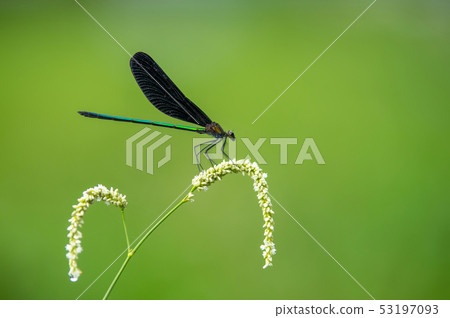 Hagro蜻蜓和Tade花 53197093