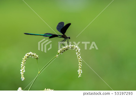 Hagorotorbo 53197293