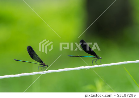 Atrocalopteryx蟬 53197299