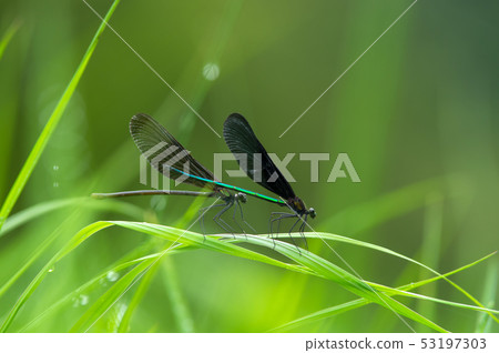 Atrocalopteryx蟬 53197303