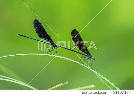 Atrocalopteryx蟬 53197304