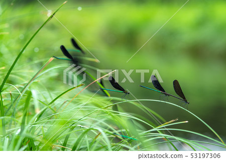 Atrocalopteryx蟬 53197306