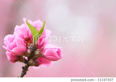 桃花分支技巧開花的芽 53197307