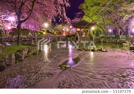 櫻花在岐阜市的白天友誼花園 櫻花在岐阜市的白天友誼花園 53197379