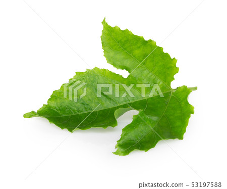 Green passion fruit leaf isolated Green passion fruit leaf isolated 53197588