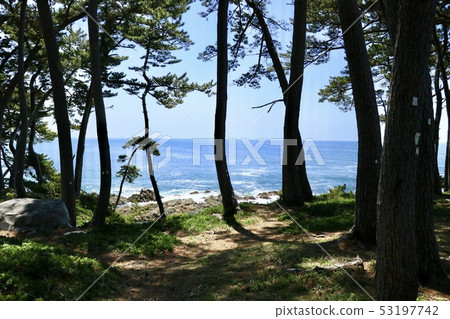 Pine forest where the blue sea and sky can be seen over there [Ishinomaki City, Miyagi Prefecture, Tashirojima Mitsuishizaki] 53197742