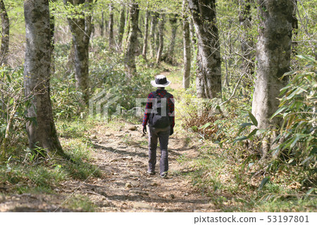 Woman walking on mountain trail in beech forest 53197801