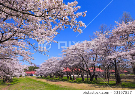 Koiwai Farm Sakura Kamimaru Cattle House Koiwai Farm Sakura Kamimaru Cattle House 53197837