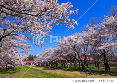 Koiwai Farm Sakura Kamimaru Cattle House 53197840