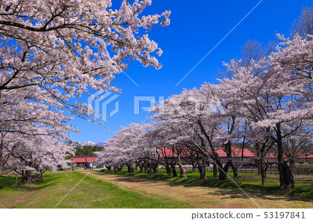 Koiwai Farm Sakura Kamimaru Cattle House 53197841