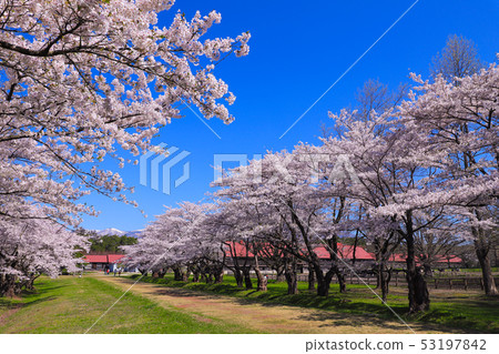 Koiwai Farm Sakura Kamimaru Cattle House 53197842