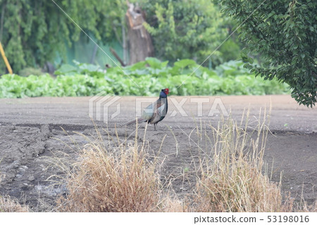 米尼翁野雞 53198016