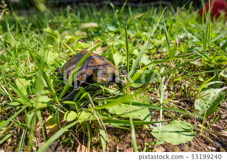 Japanese turtle Japanese turtle 53199240