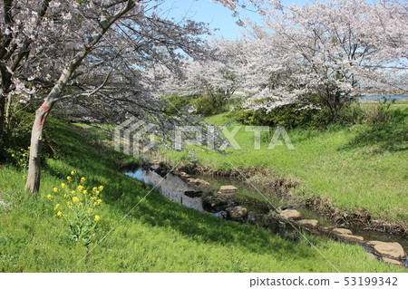Sakura *** Sakura Sakura SAKURA *** Sakura *** Sakura Sakura SAKURA *** 53199342