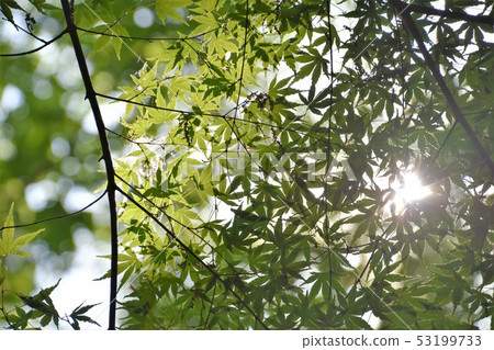 新鮮的綠色初夏 53199733