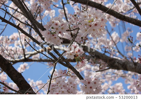 Sakura *** Sakura Sakura SAKURA *** 53200013