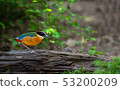 Birds with beautiful colors in nature Pitta  53200209