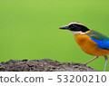 Birds with beautiful colors in nature Pitta  53200210