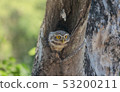 Owl, Spotted owlet (Athene brama) in tree hollow  53200211