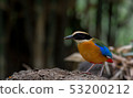 Birds with beautiful colors in nature Pitta  53200212