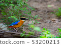 Birds with beautiful colors in nature Pitta  53200213