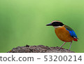 Birds with beautiful colors in nature Pitta  53200214