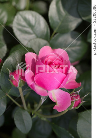 rose 53200386