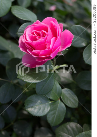 rose 53200389