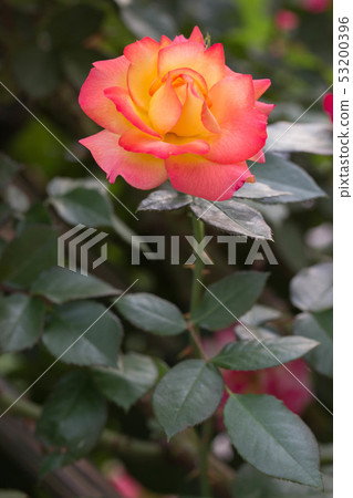 Rose Pure Poitree Rose Pure Poitree 53200396