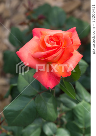 Rose Pure Poitree Rose Pure Poitree 53200411