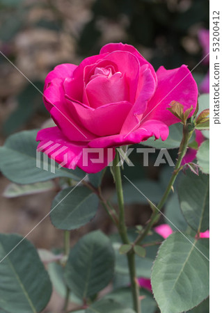 玫瑰 玫瑰 53200412